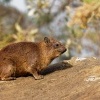 Daman skalni - Procavia capensis - Rock Hyrax o0462